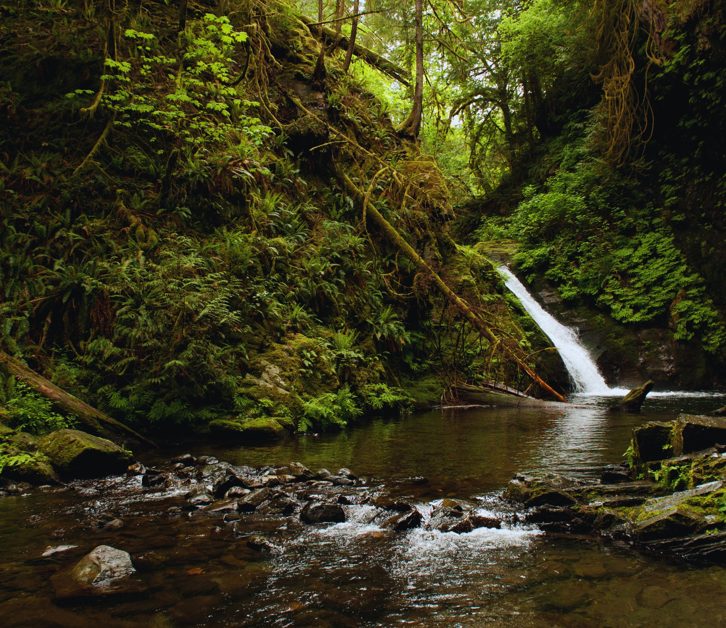 Forest and stream with trees, water, ferns and other plants.