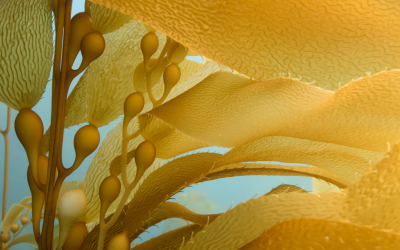 Victoria Foundation grants $550,000 to local organizations for nature-based climate solutions