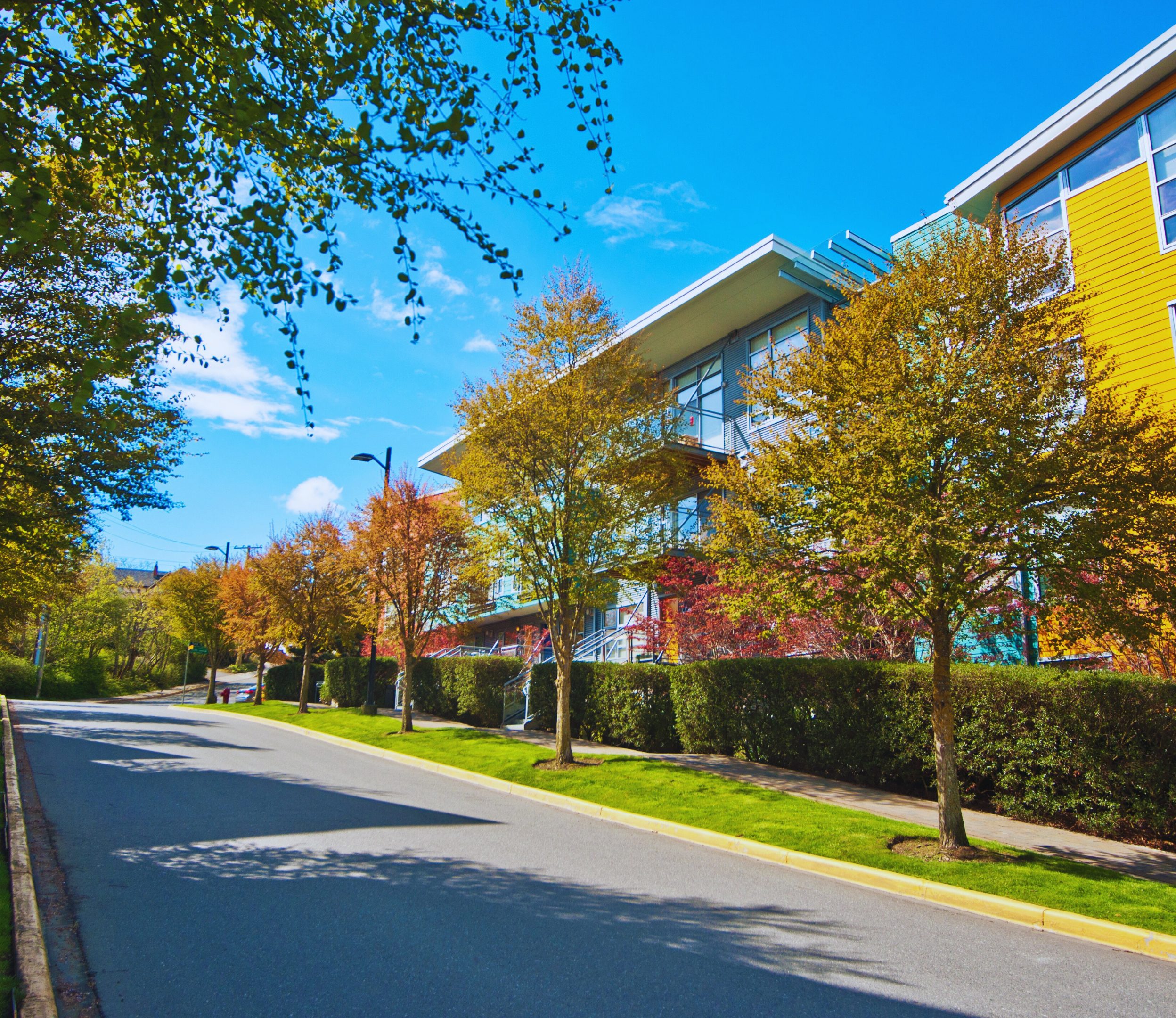 Townhouses on sunny street with trees.