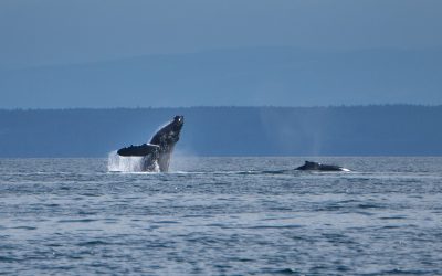 Stewards of the Salish Sea