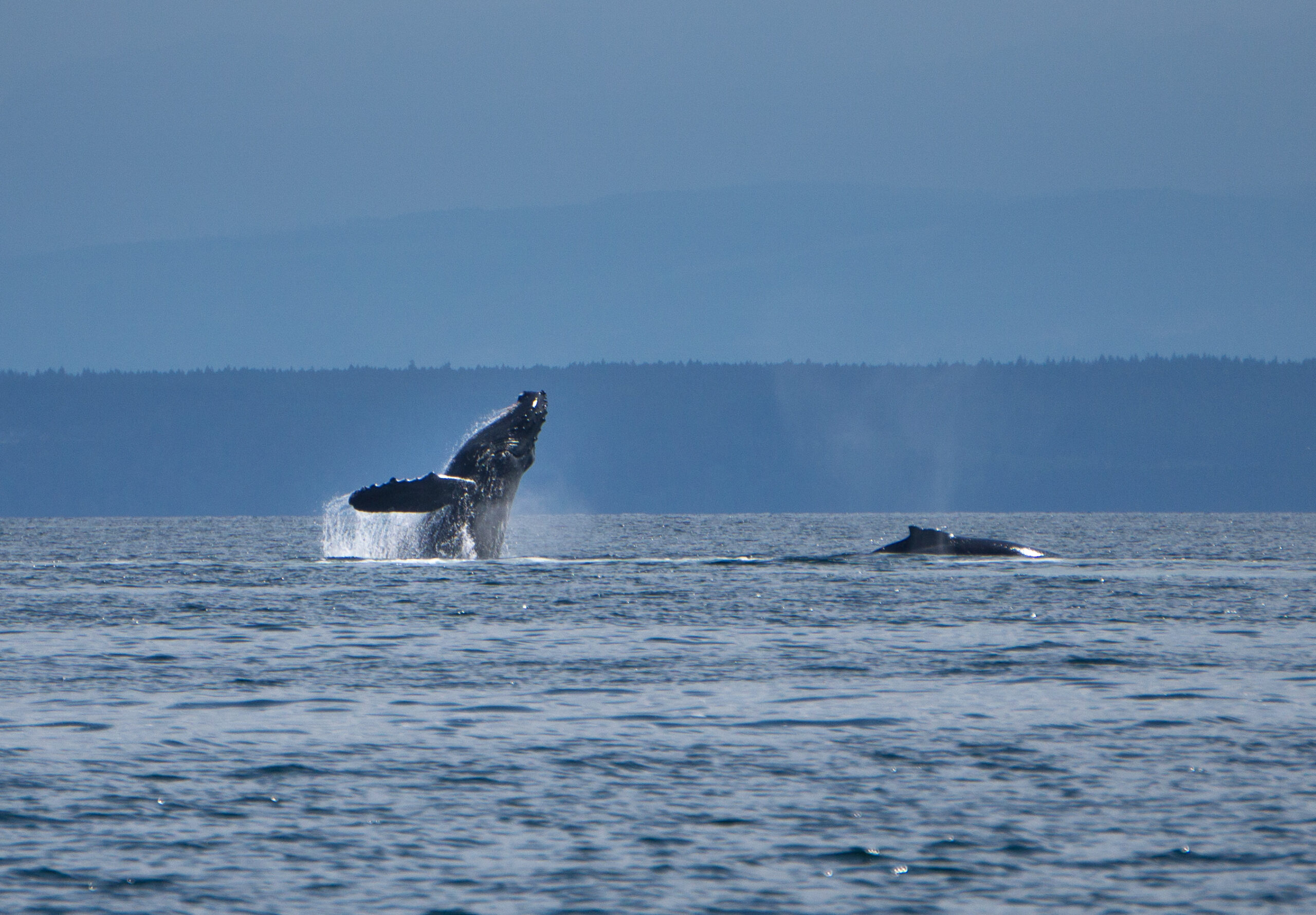 Humpback whales breaching