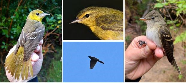 Rocky Point Bird Observatory bird sightings