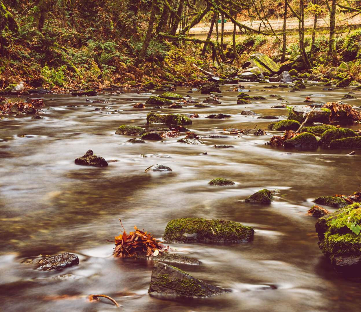 A long-exposure image of a small stream in Goldstream Provincial Park.