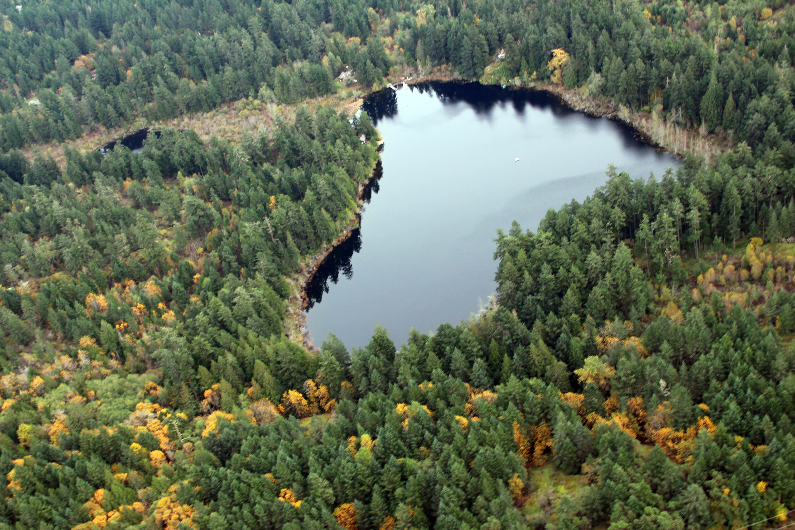 View of forest surrounding Maltby Lake
