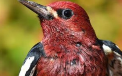 Rocky Point Bird Observatory Migration Monitoring: Who, what, when, where and WHY